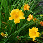  Hemerocallis (Daylily) 'Stella de Oro' - Reblooming