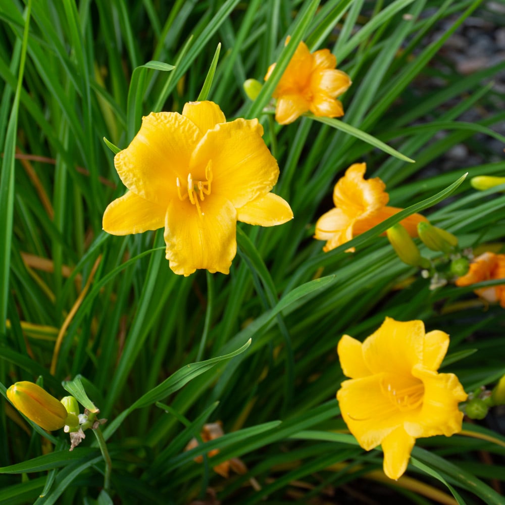 Hemerocallis (Daylily) 'Stella de Oro' - Reblooming