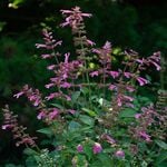  Salvia Skyscraper™ Pink