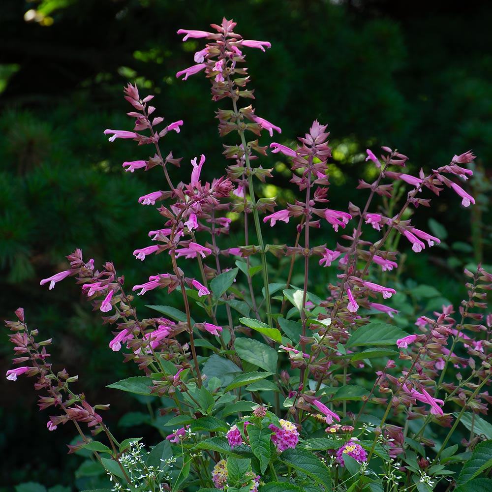 Salvia Skyscraper™ Pink