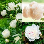  Fragrant White Peony Collection