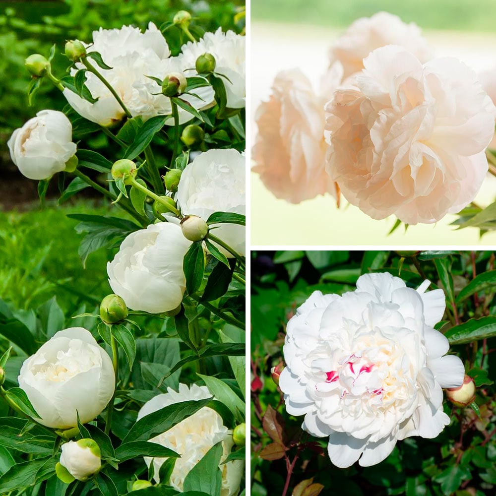 Fragrant White Peony Collection White Flower Farm
