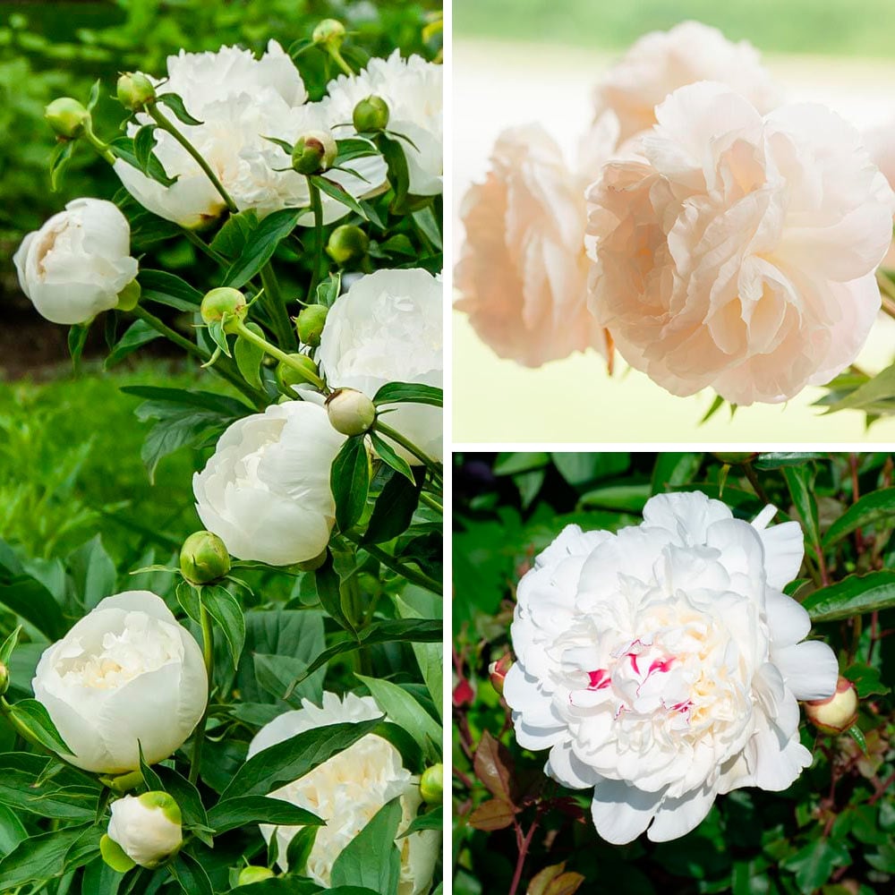 Fragrant White Peony Collection
