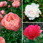  Award-Winning Peony Trio