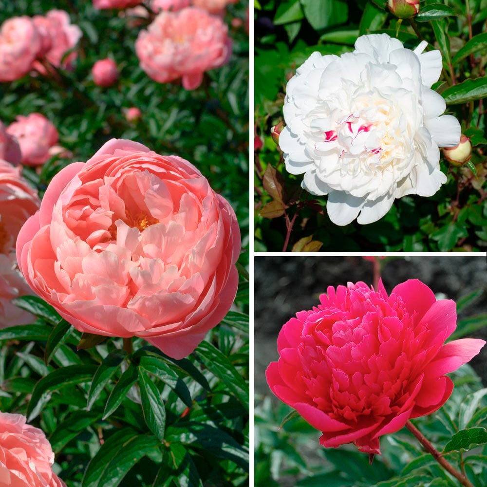 Award-Winning Peony Trio