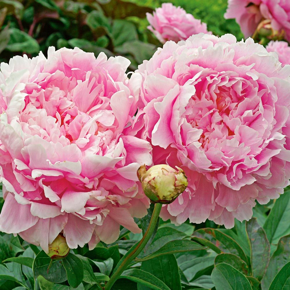 Fragrant Pink Peony Collection | White Flower Farm