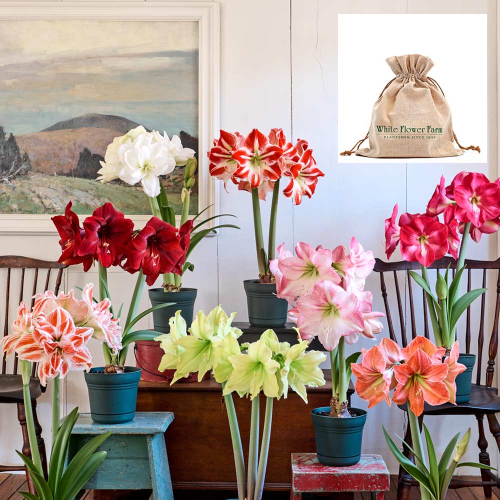 Connoisseur's Amaryllis Collection