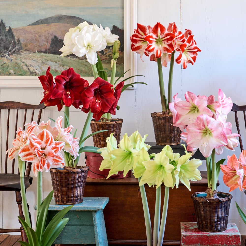 Amaryllis Sextet