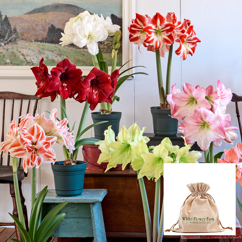 Amaryllis Sextet