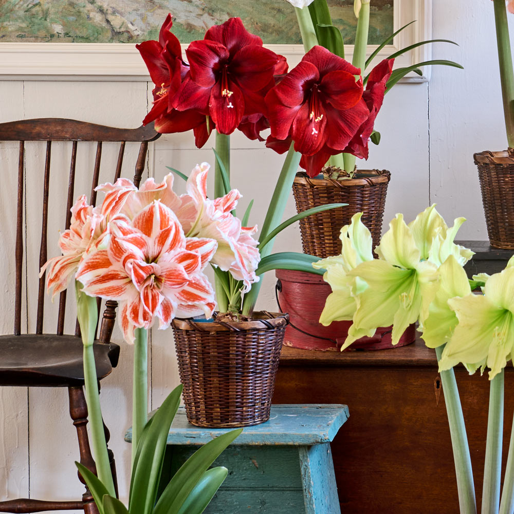 Amaryllis Trio