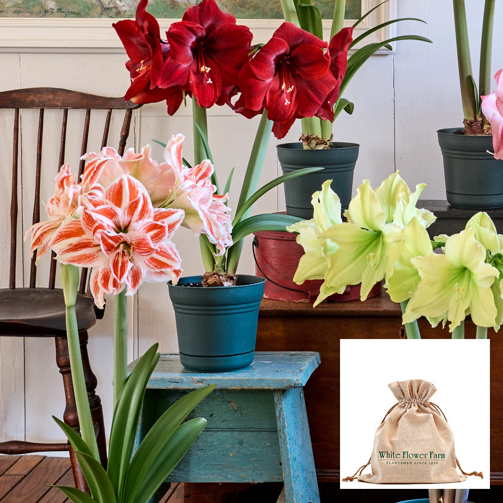 Amaryllis Trio