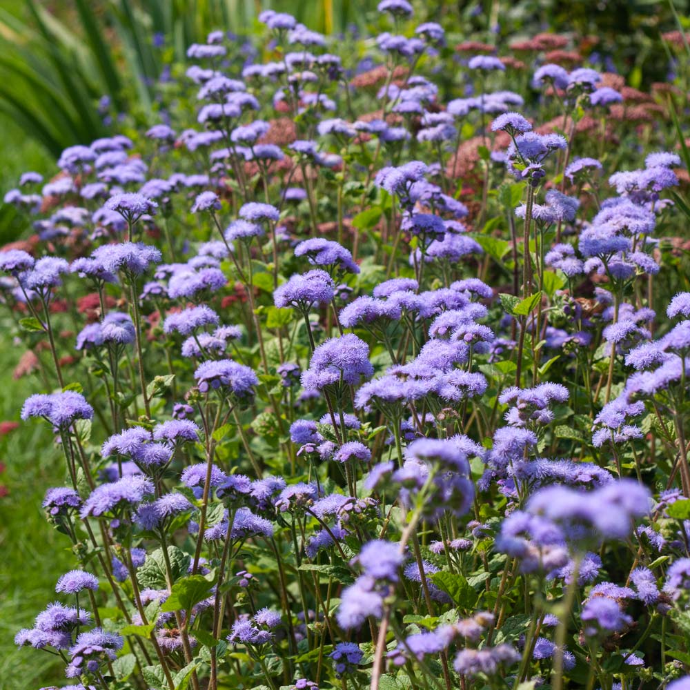 Ageratum houstonianum 'Blue Horizon'