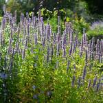  Agastache 'Blue Fortune' 