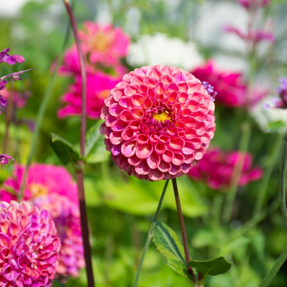 Dahlia 'Caitlin's Joy'