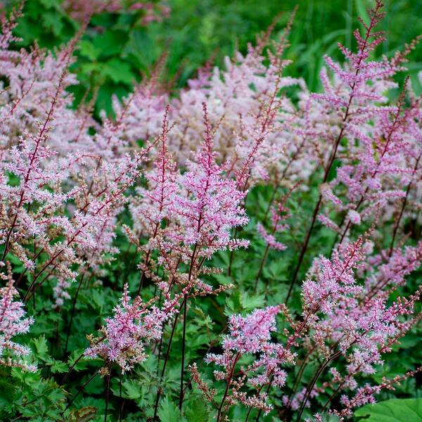 Astilbe shop delft lace