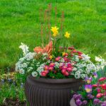  Bellissima Spring Container Garden 