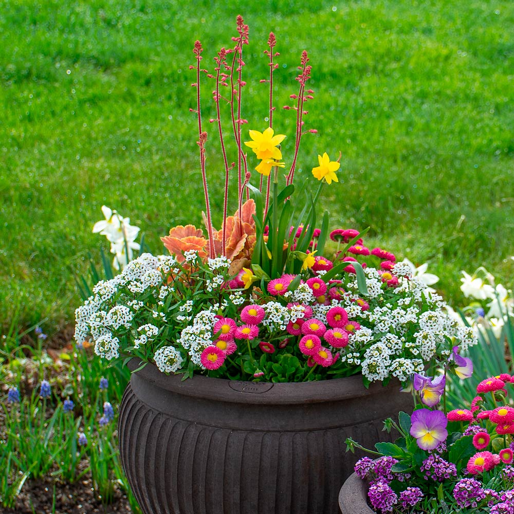 Bellissima Spring Container Garden 