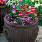  Buttons & Bows Spring Container Garden