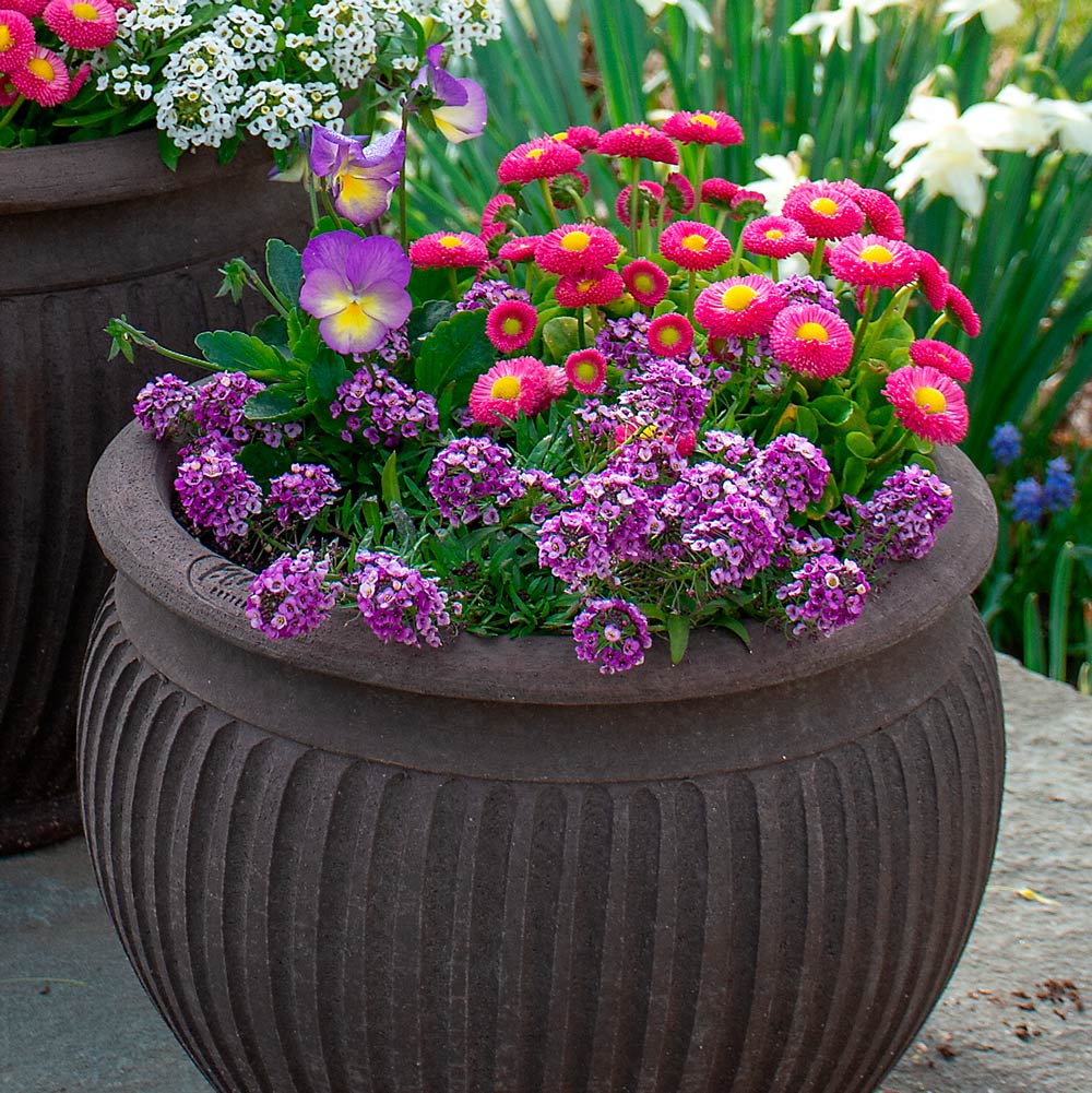 Buttons & Bows Spring Container Garden