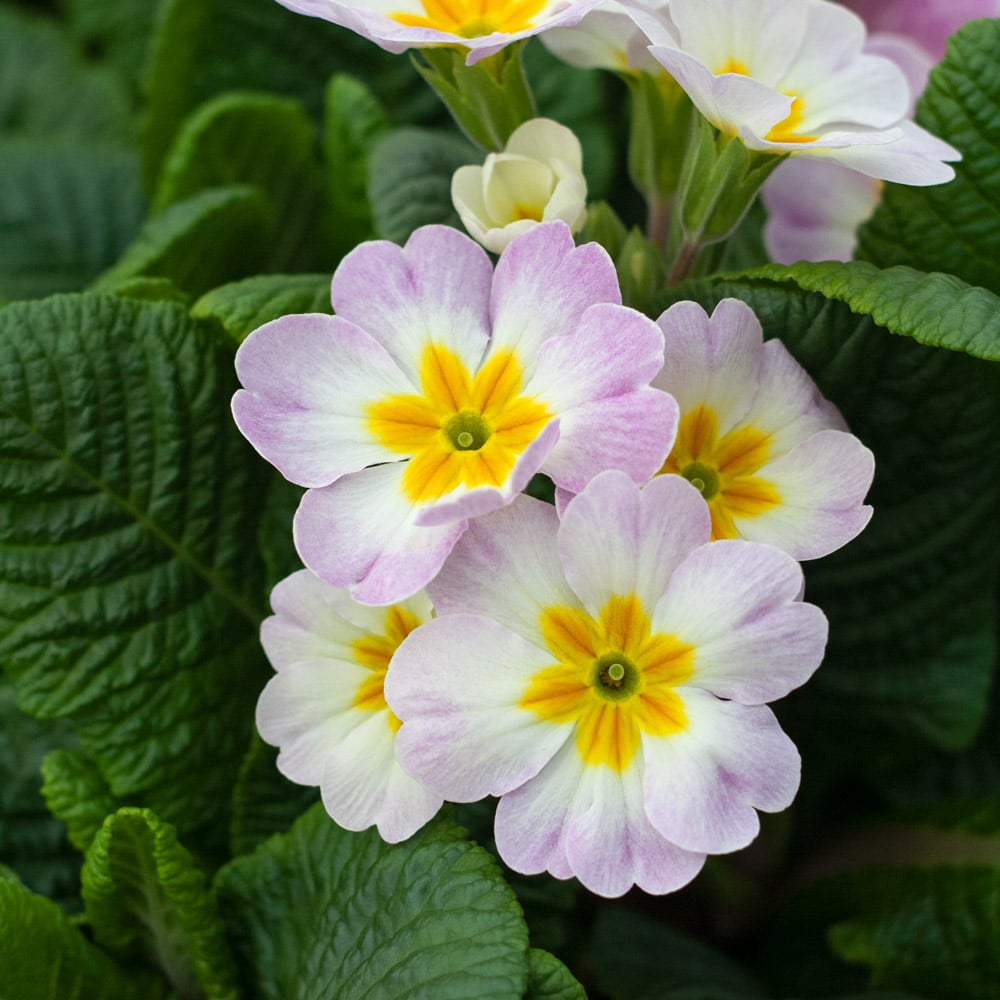 Primula Farm Bicolor\' White | Danova Flower acaulis \'Appleblossom