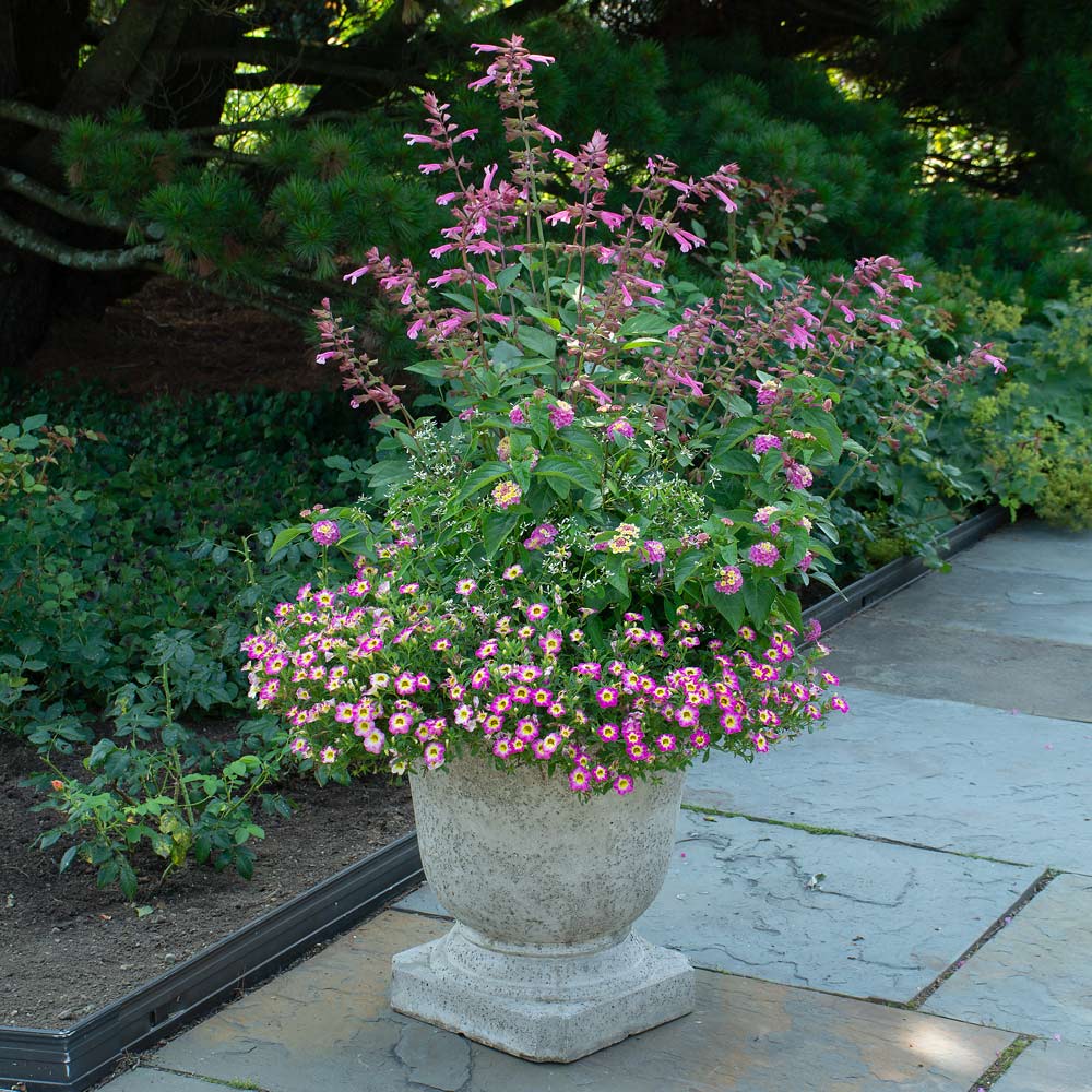 Rose Gold Container Garden