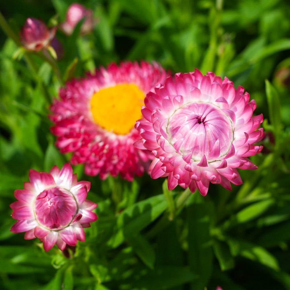 Bracteantha Granvia® Pink