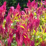  Celosia spicata 'Koda's Charm'