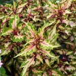  Coleus Down Town Miami Magic