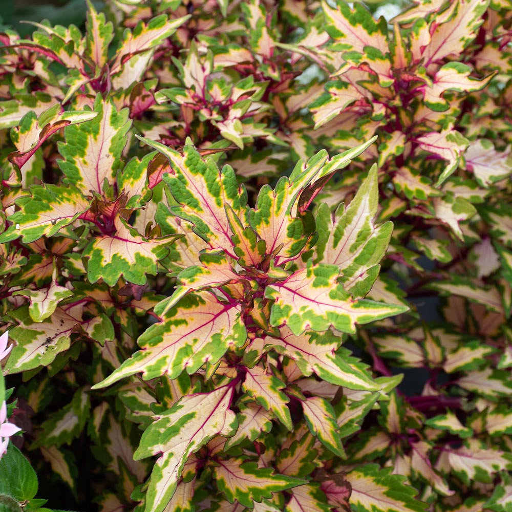 Coleus Down Town Miami Magic