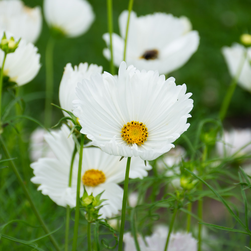 Cosmos bipinnatus 'Cupcakes White'