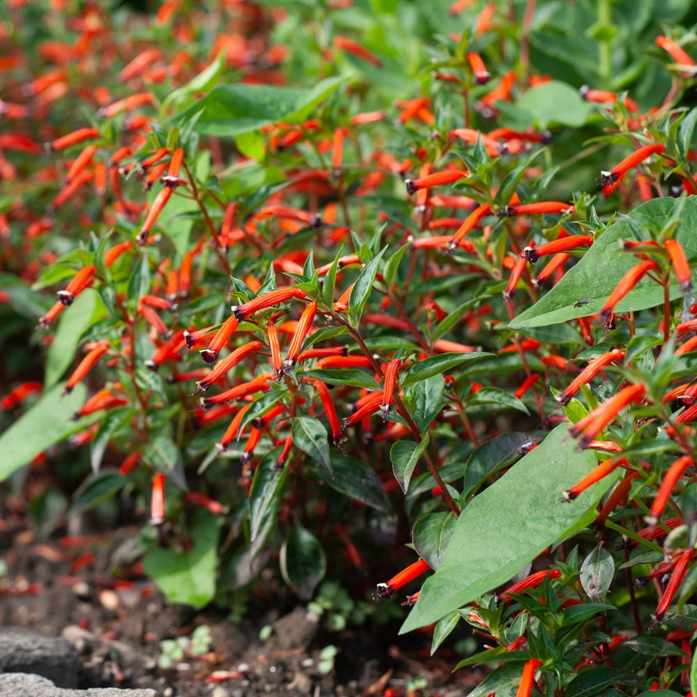 Cuphea 'Cherrybells'