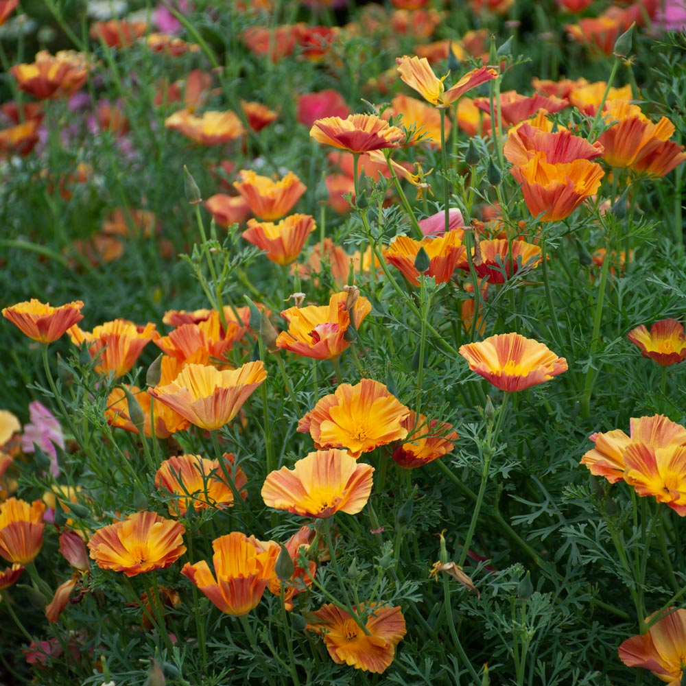 Eschscholzia californica Thai Silk 'Apricot Chiffon'