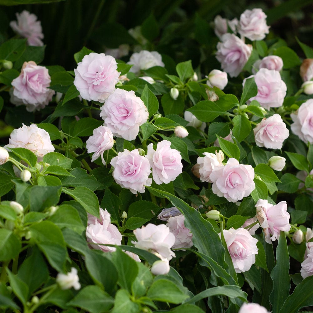 Impatiens walleriana Glimmer™ Appleblossom