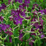  Nicotiana x sanderae ‘Perfume Deep Purple’