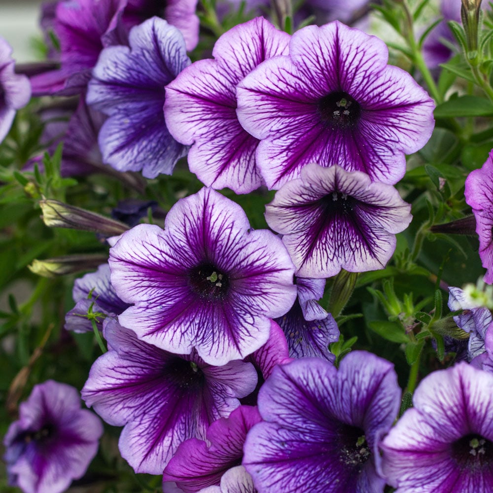 Petunia SureShot™ Blue Vein