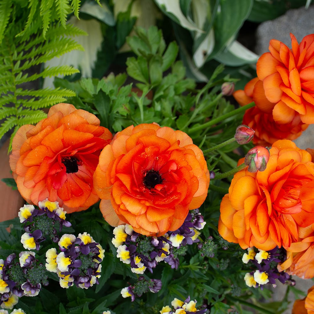 Ranunculus asiaticus Bloomingdale Orange Shades