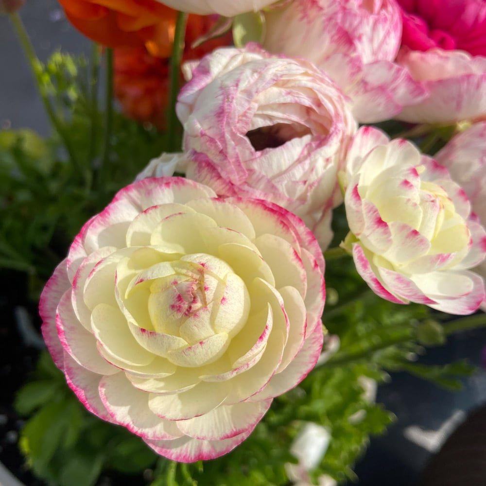 Ranunculus asiaticus Sprinkles Pink Bicolor