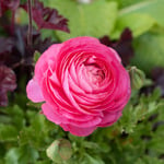  Ranunculus asiaticus Sprinkles Pink