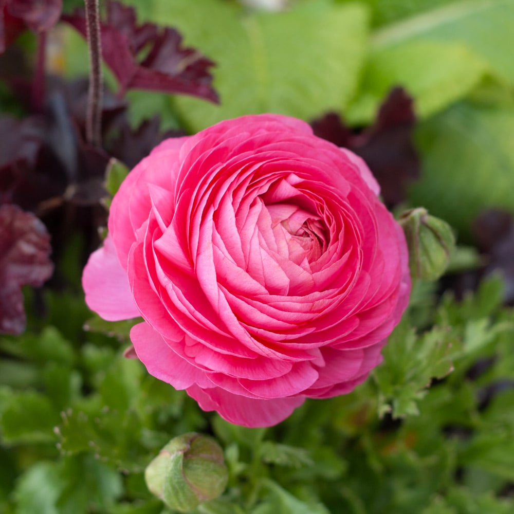 Ranunculus asiaticus Sprinkles Pink