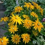  Rudbeckia Sunbeckia 'Laura'