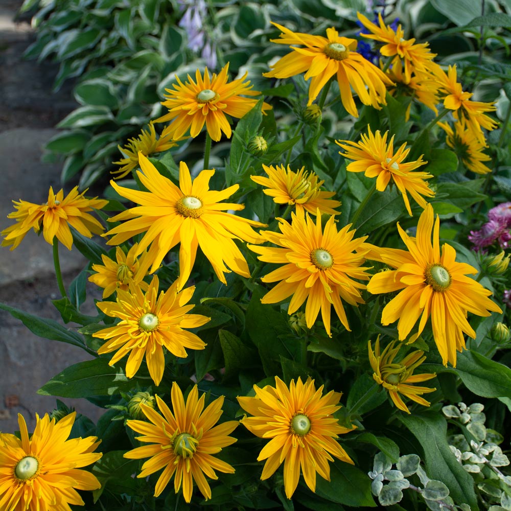 Rudbeckia Sunbeckia 'Laura'