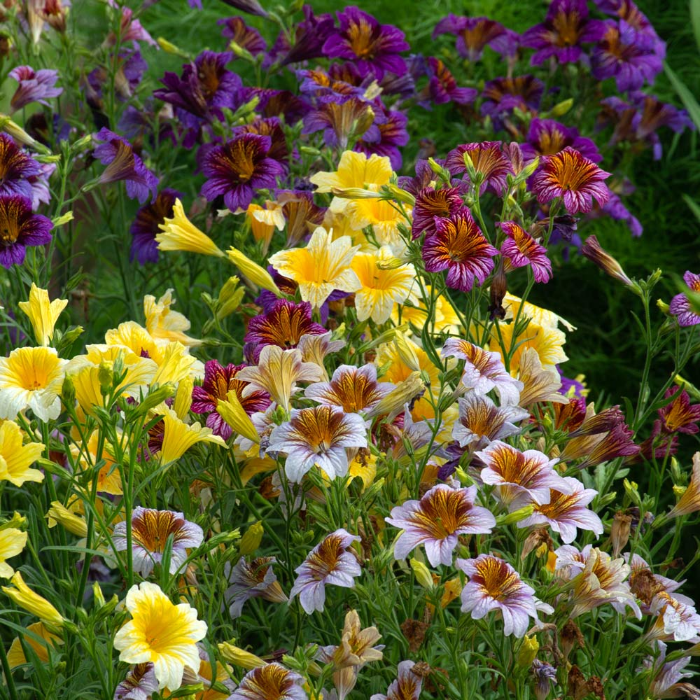 Salpiglossis sinuata Superbissima Mix