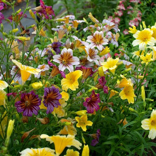 Salpiglossis sinuata Superbissima Mix | White Flower Farm
