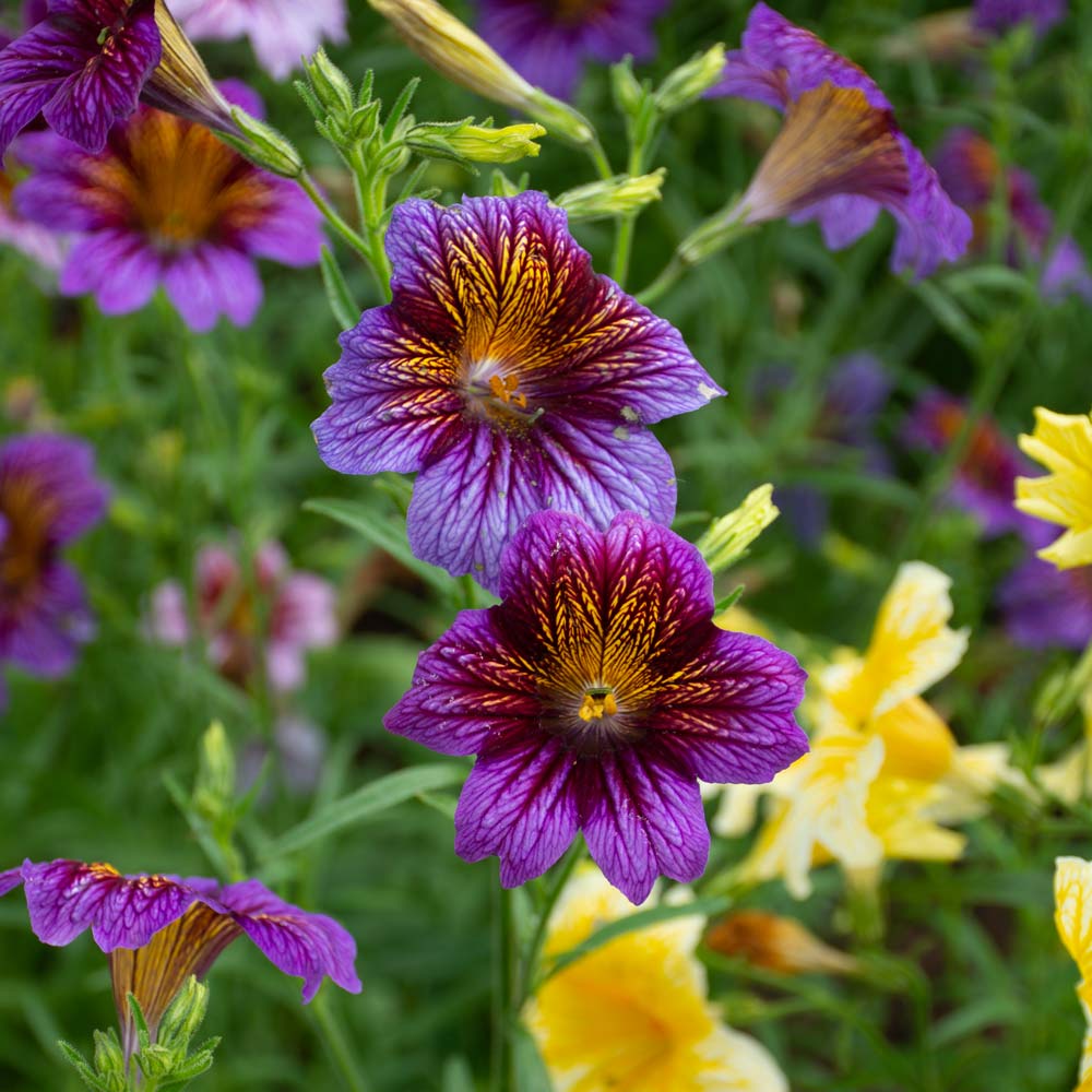 Salpiglossis sinuata Superbissima Mix | White Flower Farm