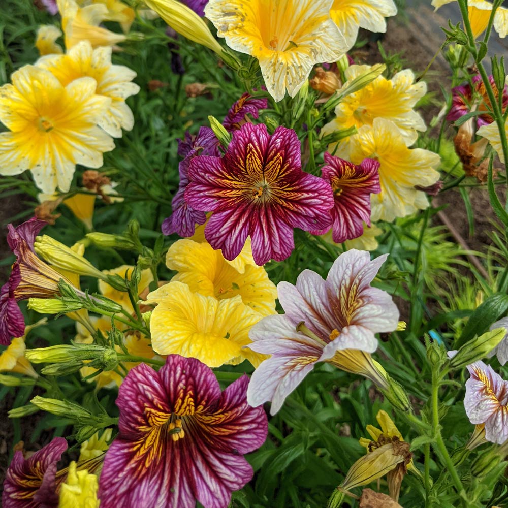 Salpiglossis sinuata Superbissima Mix | White Flower Farm