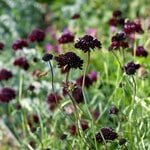  Scabiosa atropurpurea 'Black Knight'