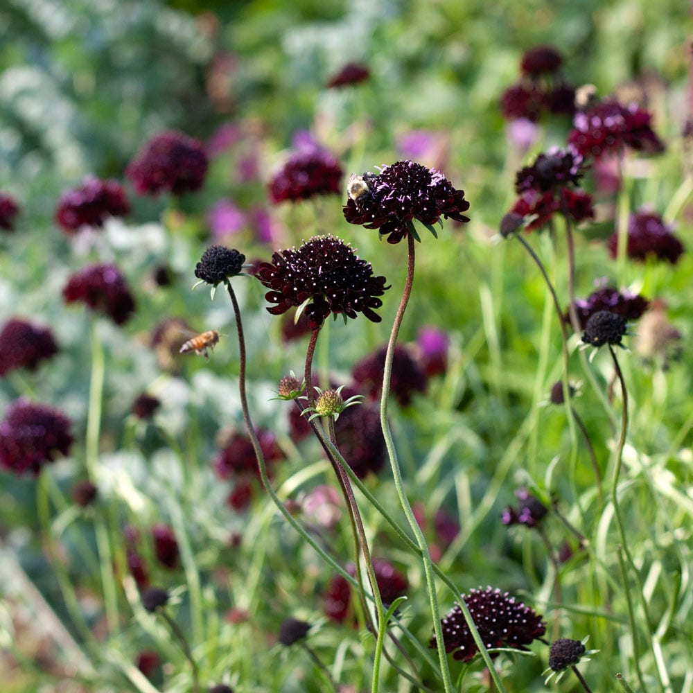 Scabiosa atropurpurea 'Black Knight'