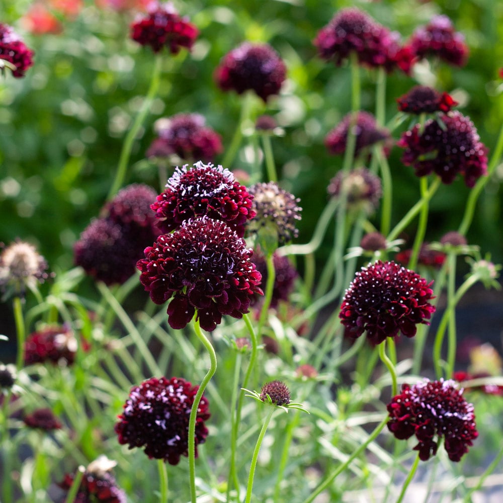 Scabiosa atropurpurea 'Black Knight'