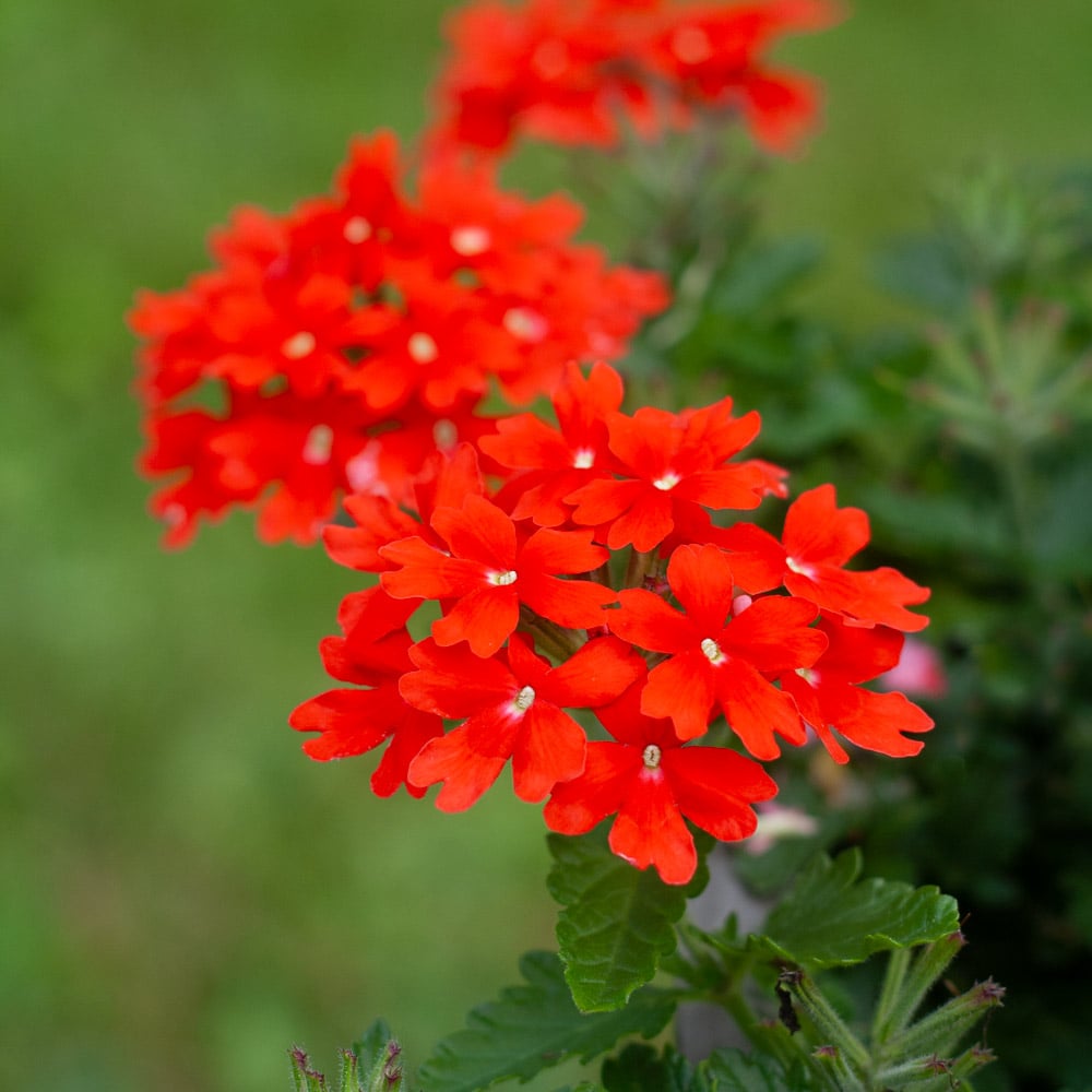 Verbena Lascar Orange Lava White Flower Farm