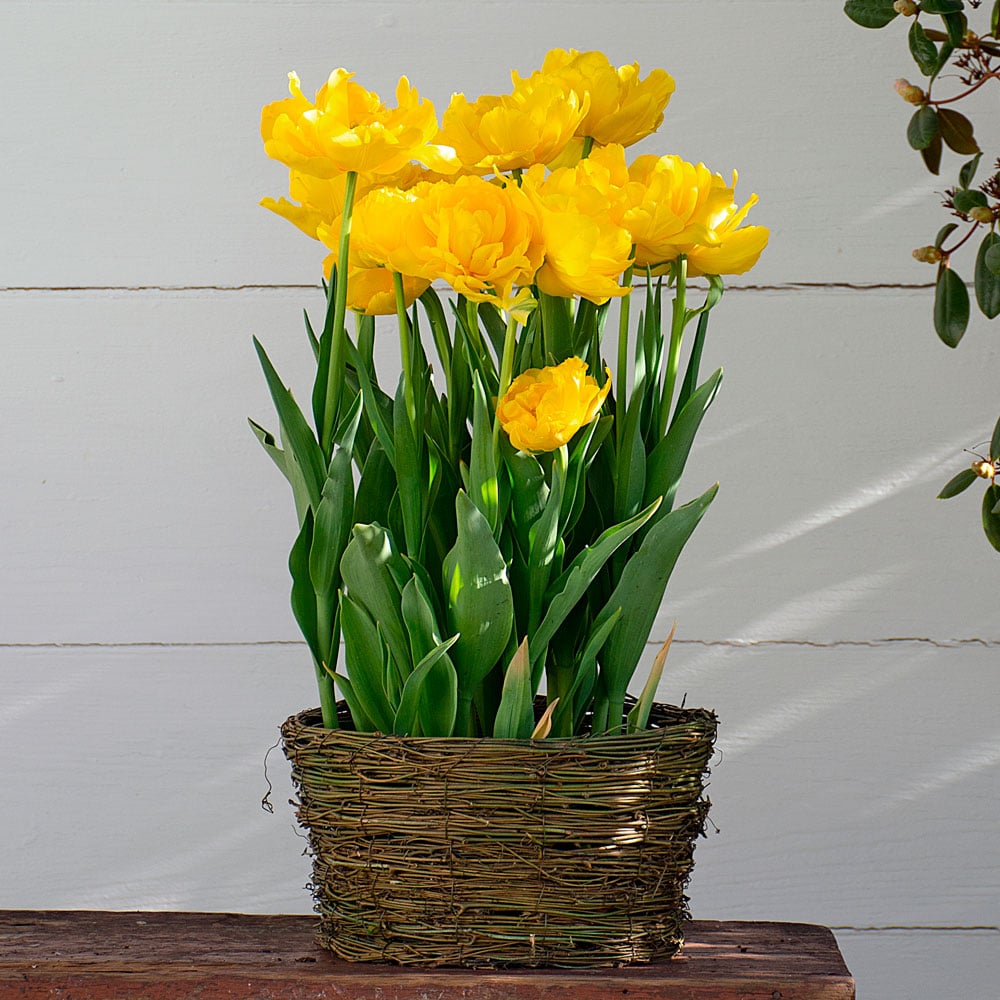 Tulip 'Limousine,' Ready-to-Bloom Basket